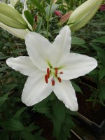 [5353 White Spear DJ No01.JPG]